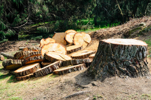  , USA Tree Removal Services Pros